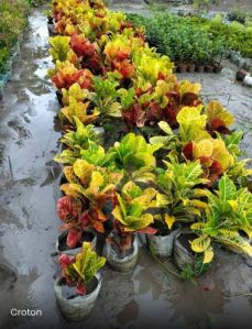 Croton Petra Plant