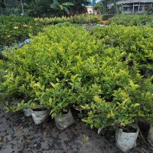 Golden Duranta hedging plant