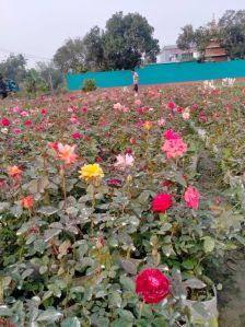 Red Rose plants