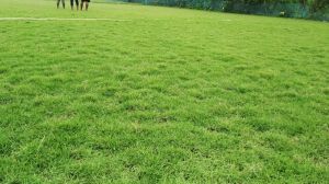 Maxican Carpet Grass