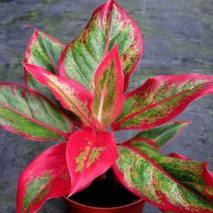 Aglaonema Red Beauty Plant