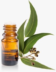 Eucalyptus Radiata Essential Oil