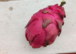 Dragon fruit