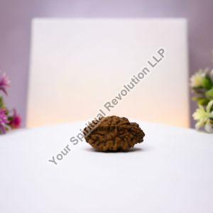 Natural 2 mukhi himalayan rudraksha lab certified spiritual bead