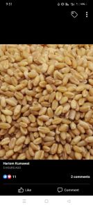 gom wheat grain