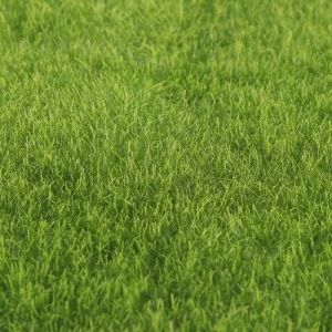 Artificial Grass