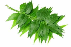 Neem Oil