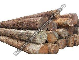 Big Teak Wood Logs