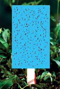insect glue trap