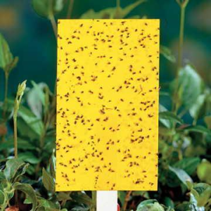 insect glue trap