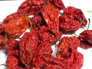 ghost pepper or king chilli