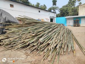 Bamboo Pole