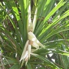 kewra oil