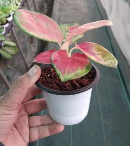 Aglaonema Plant