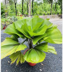 Fan Palm Plant