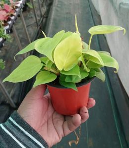 Green Philodendron Plant