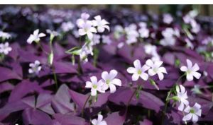 Oxalis Triagularis Plant