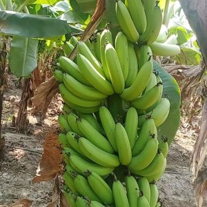 Cavendish Bananas