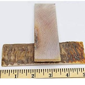 Natural Ram Horn