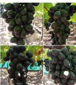 Black Sharad Grapes