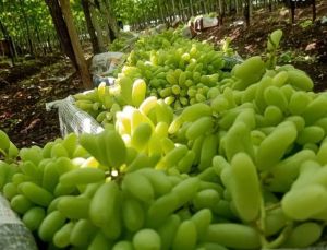 Fresh Green Grapes