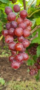 Fresh Red Grapes