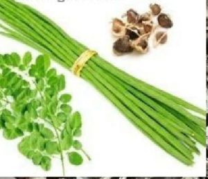 reddy agric moringa odc seeds