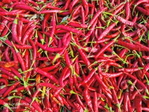 Dry Red Chili