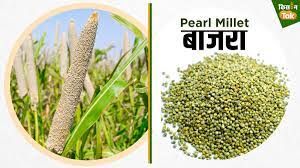 Pearl Millet (Bajra)
