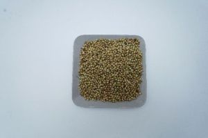 Coriander Seeds