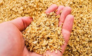 Rice Husk