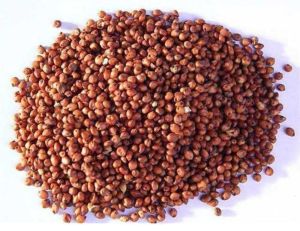 Red Sorghum Millet