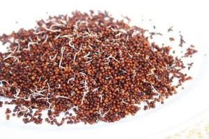 sprouted ragi