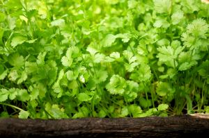 Fresh parsley