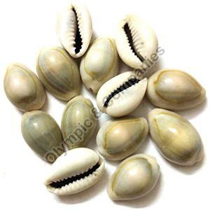 Natural White Cowrie Shells