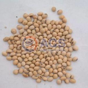 Dry Soybean Seeds