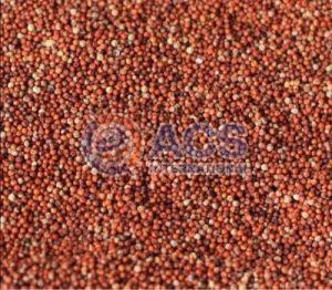 Finger Millet