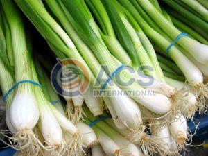 Fresh Natural Spring Onion
