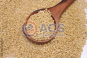 Jawar (Sorghum)