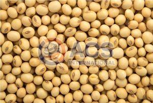 Raw Soybean Seeds