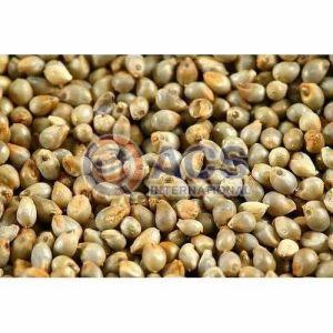 Whole Pearl Millet