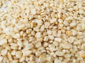 Hybrid White Corn Seeds