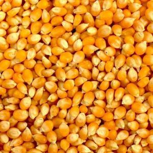 Hybrid Yellow Corn Seeds