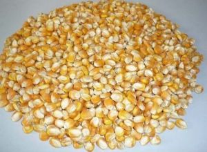 Pure Yellow Corn Seeds