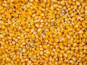 Natural Yellow Corn Seeds