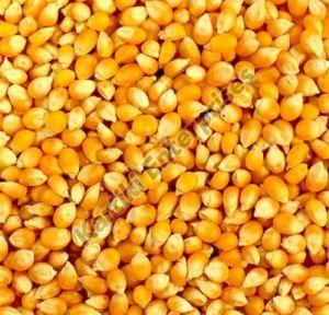 Organic Yellow Corn Seeds