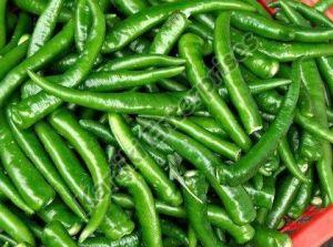 Spicy Natural Green Chilli