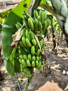 Fresh Hybrid Banana