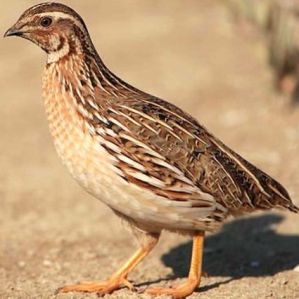 Live Quail Birds