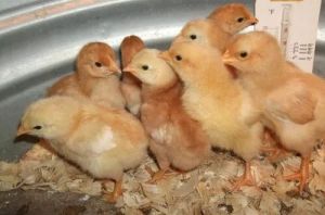 One Day Old Vanaraja Chicks